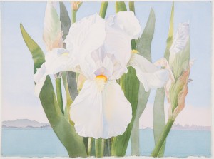 White Iris With San Francisco Skyline